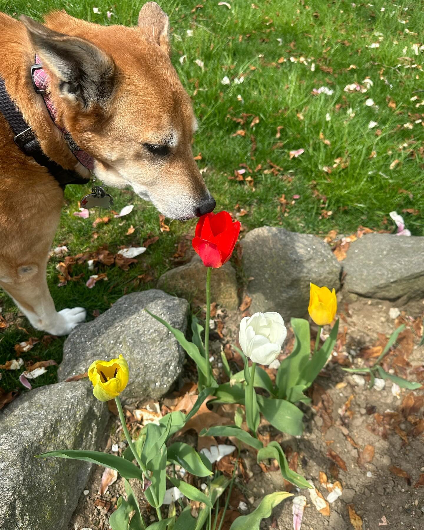 My pup reminding me of the importance of being present and taking time to smell the flowers. 🌷