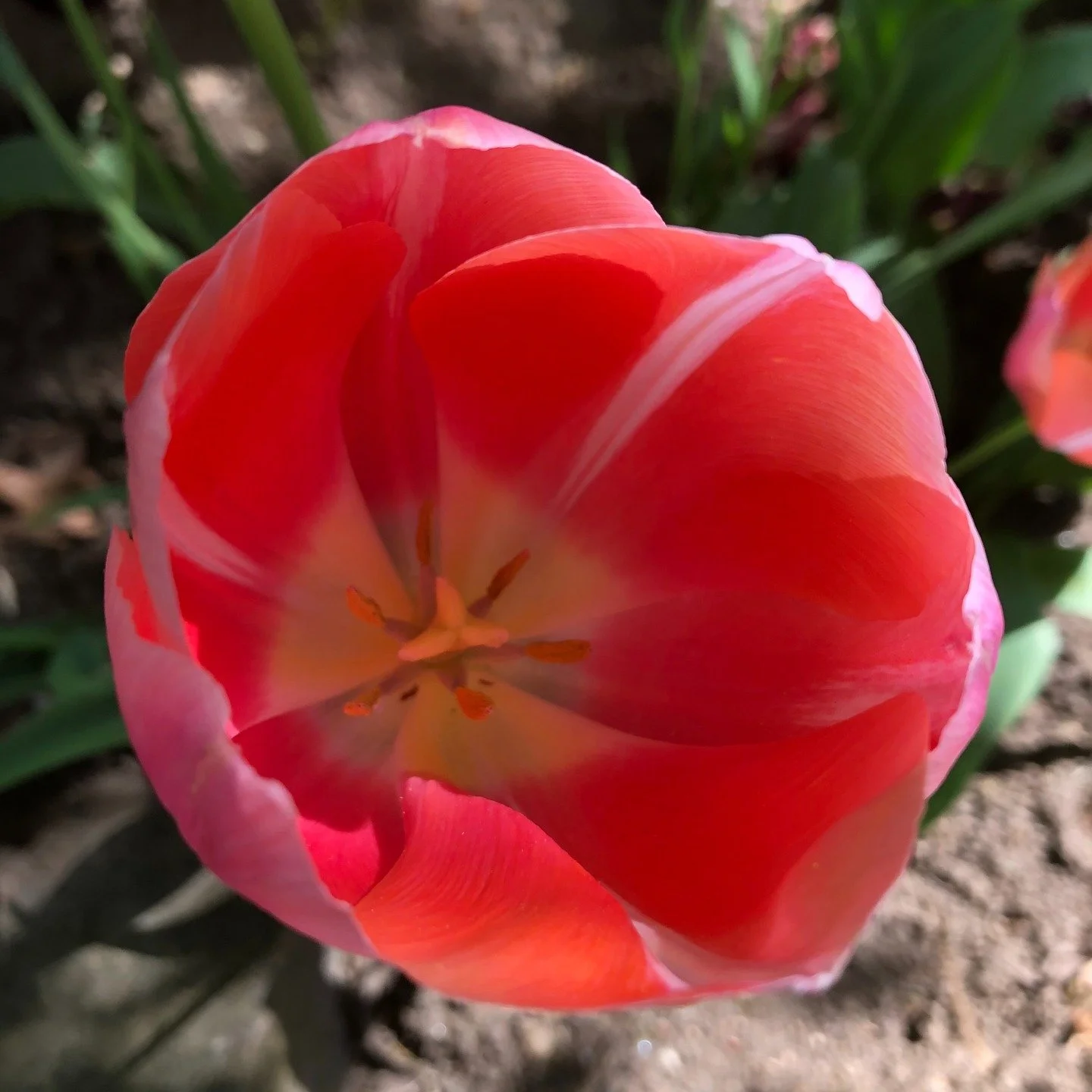 Happy Spring! 🌸

"A life without love is like a year without spring."
-Octavian Paler