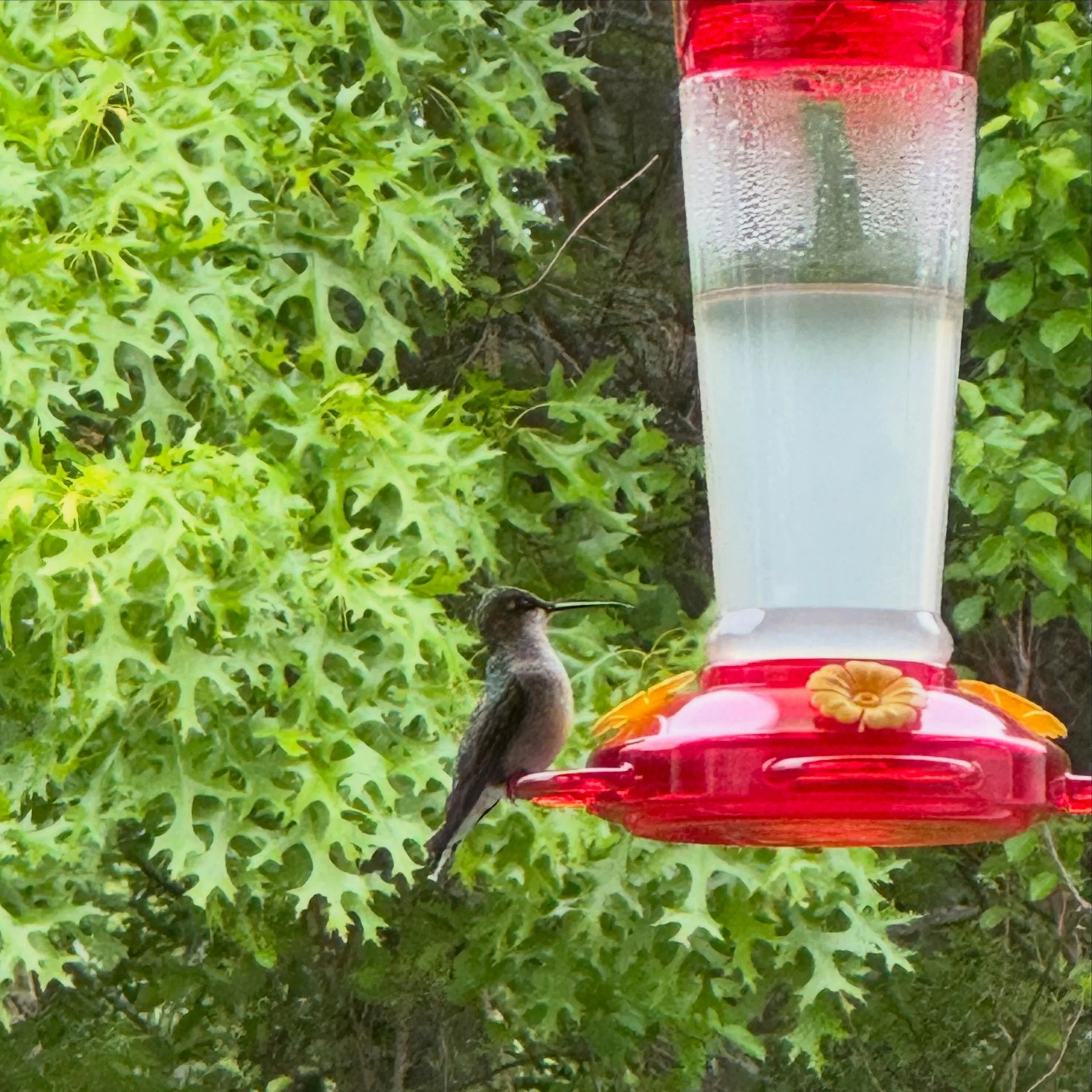 Back home. 

A hummingbird visited my feeder today. 

Hummingbirds are often seen as symbols of joy, resilience, hope, and finding sweetness in life even during hard seasons. A little reminder to slow down, stay light, and notice the beautiful moment