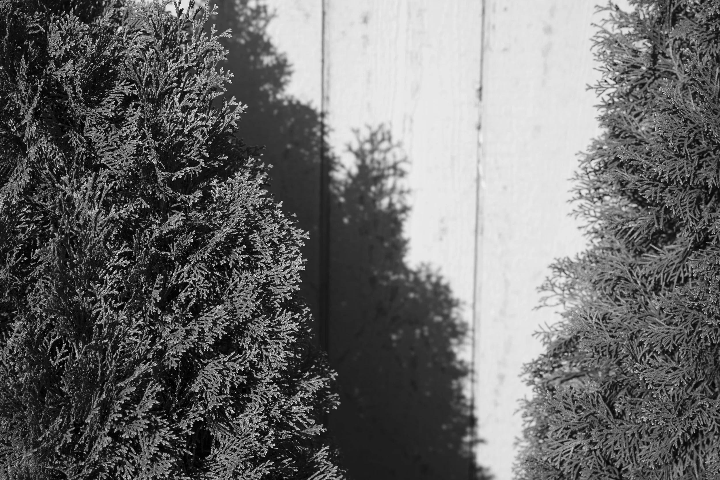 DSC02112-2.jpg