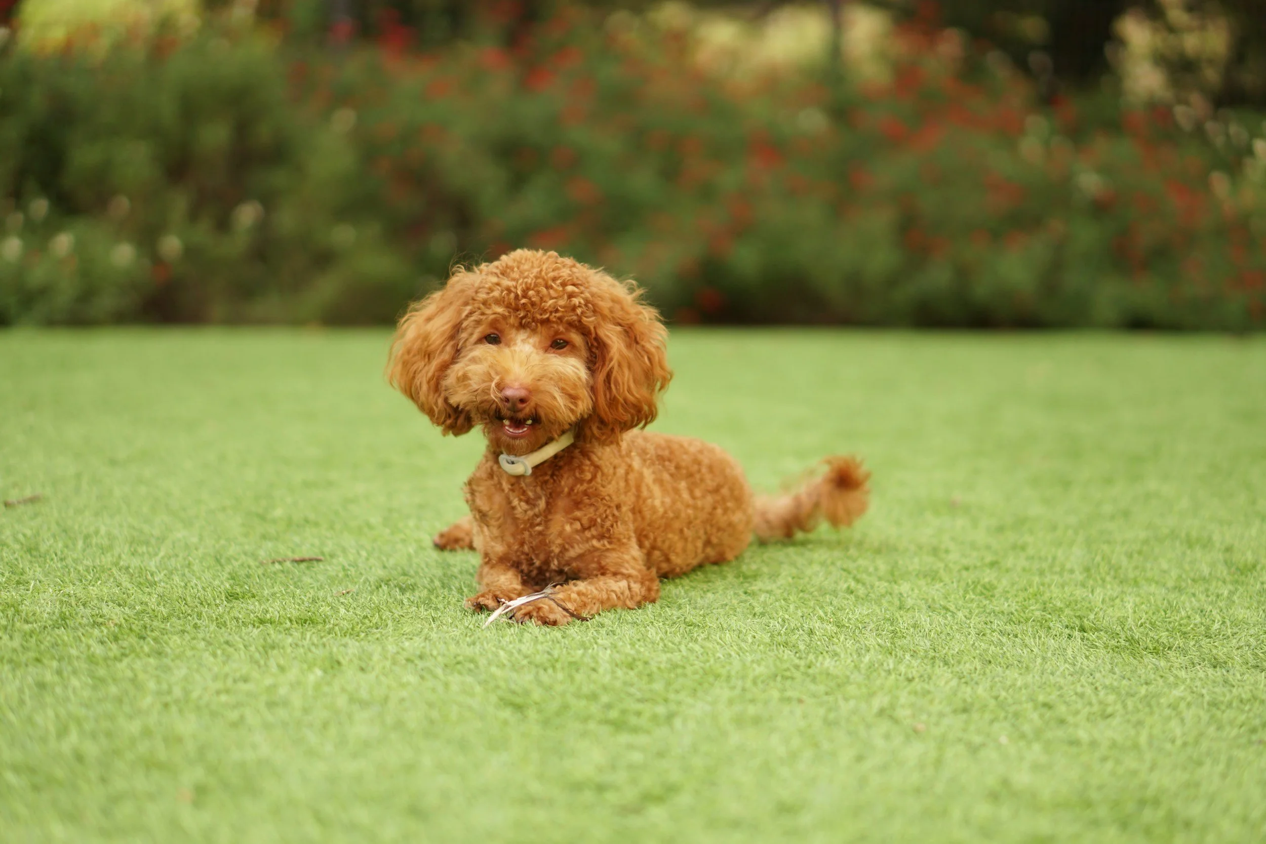 dog on turf