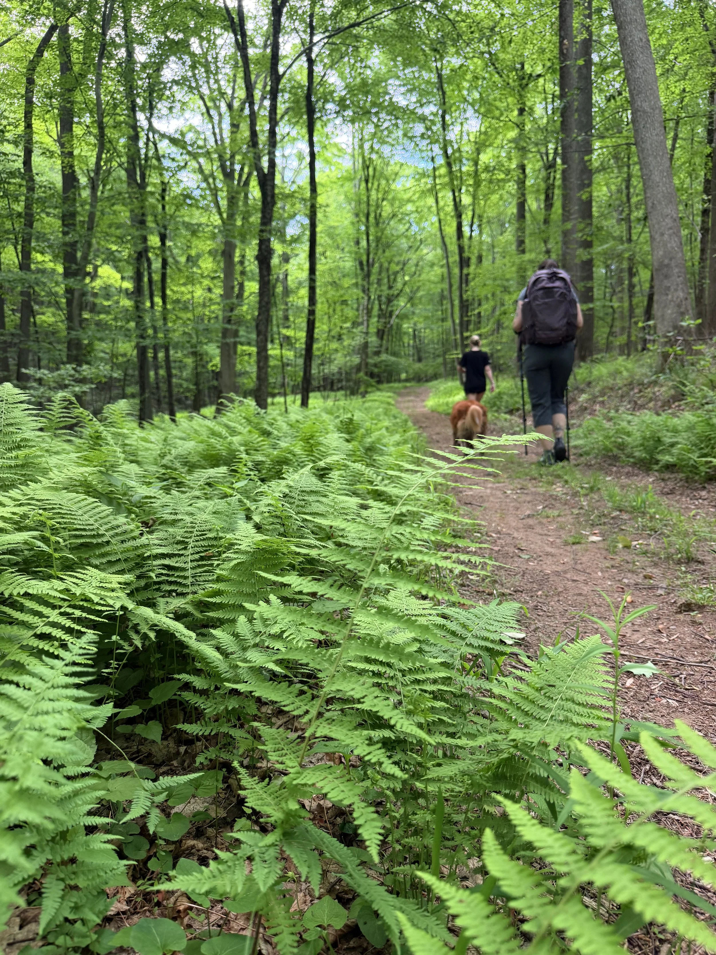 The Hudson Valley's Wildest 4,700 Acres: A VITAL Field Guide to Ward Pound Ridge Reservation