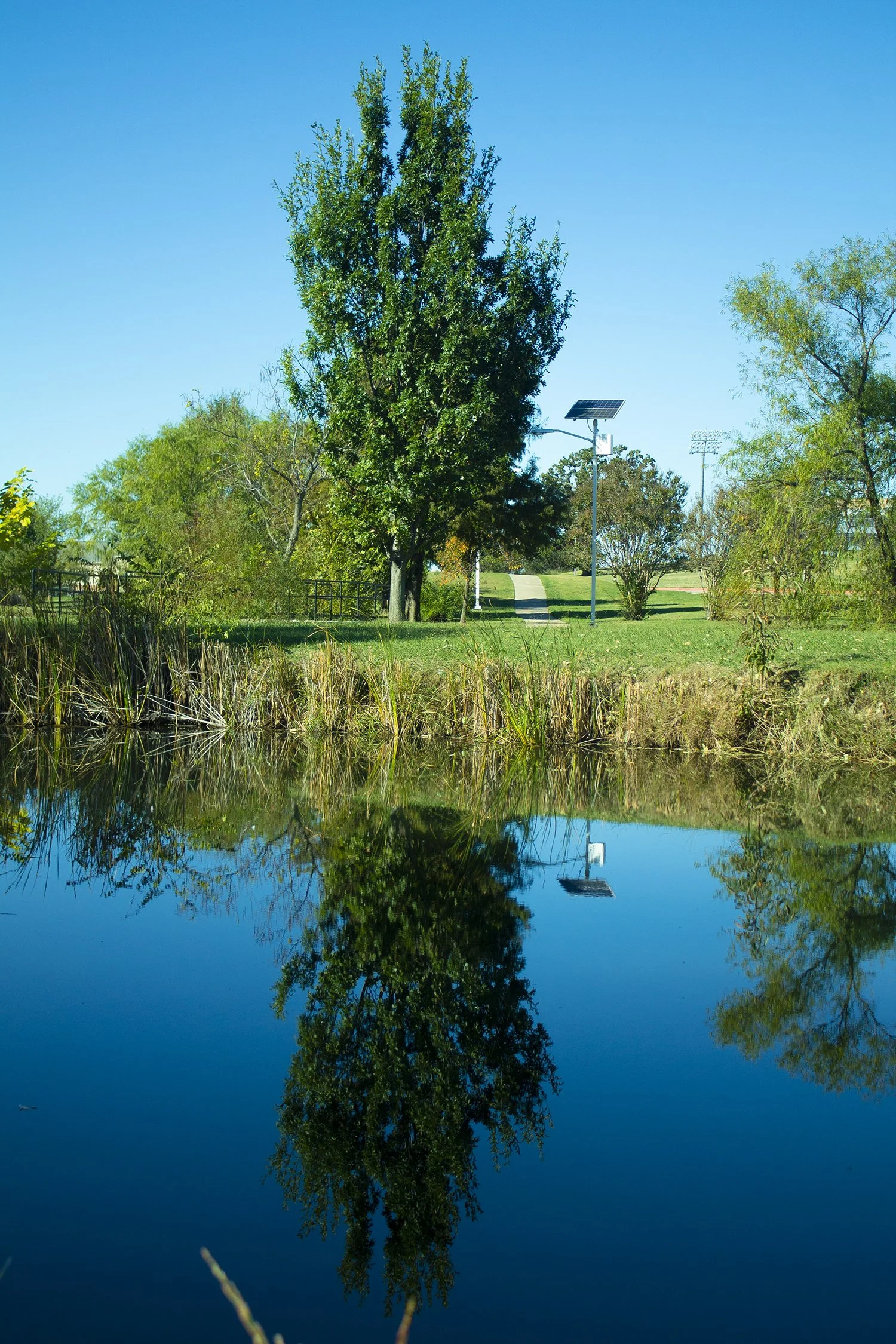 Tree reflection .jpg