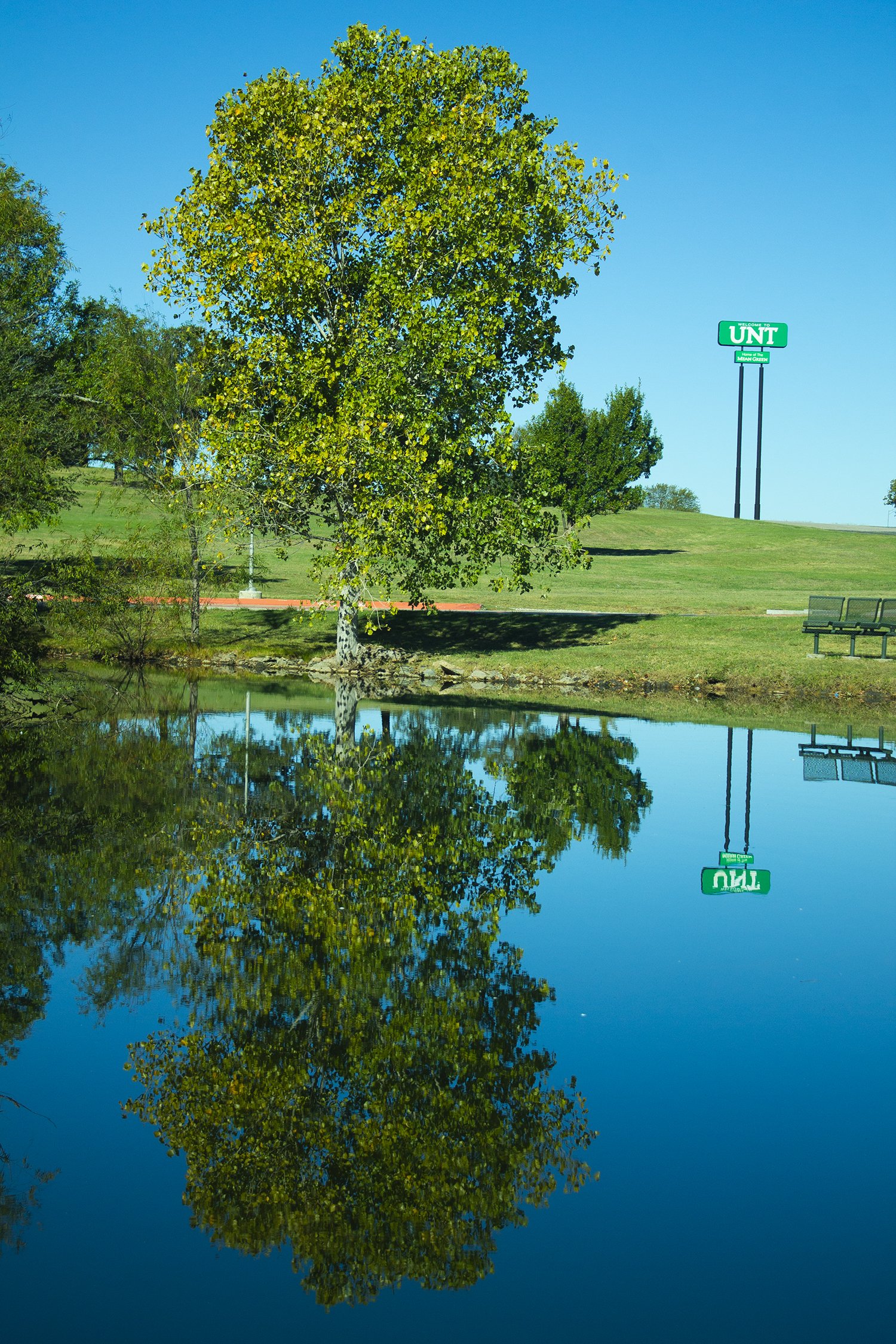UNT Tree reflection.jpg