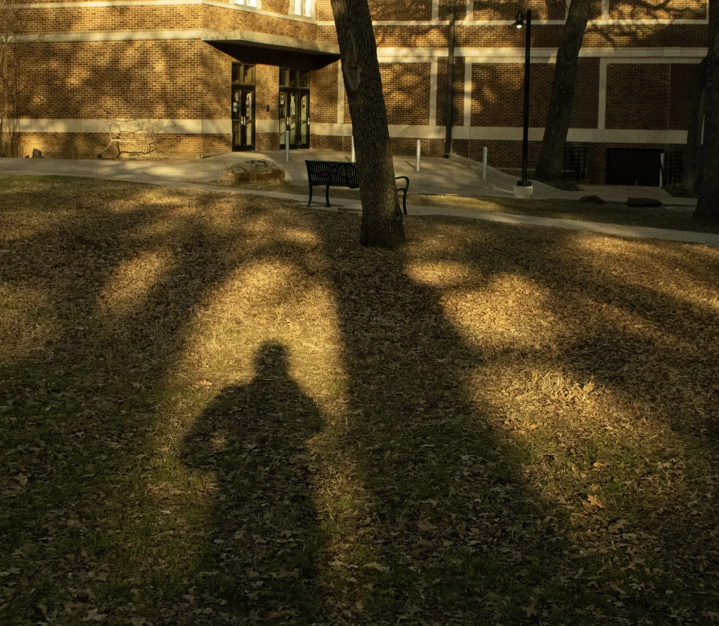 Sunlight through trees.jpg