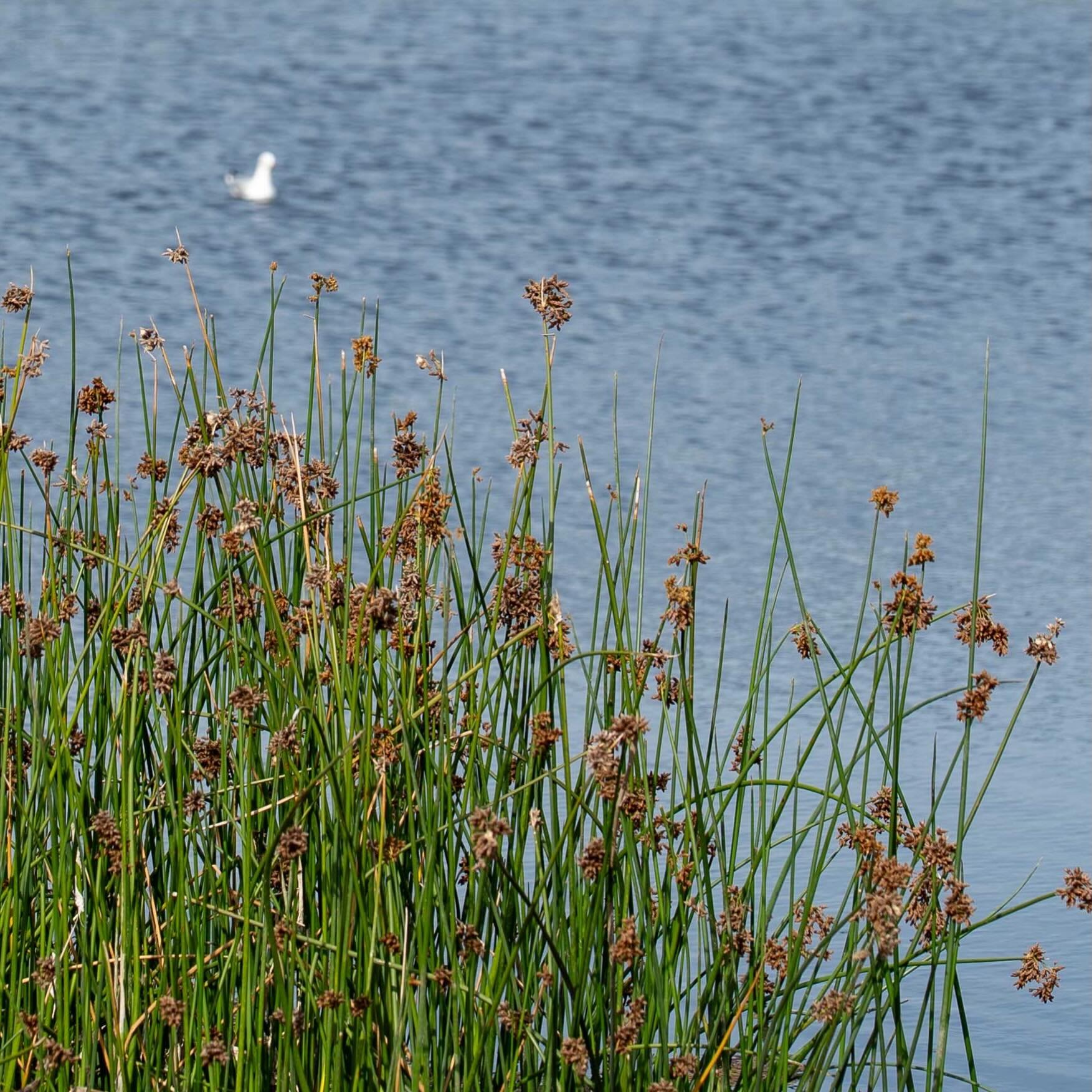 Where in the inner west is this?! 

2.8 hectares of former industrial land has been regenerated into a peaceful wetlands habitat. Lots of birds, thousands of trees and plants. 🌱 

It&rsquo;ll be opening soon&hellip;!
