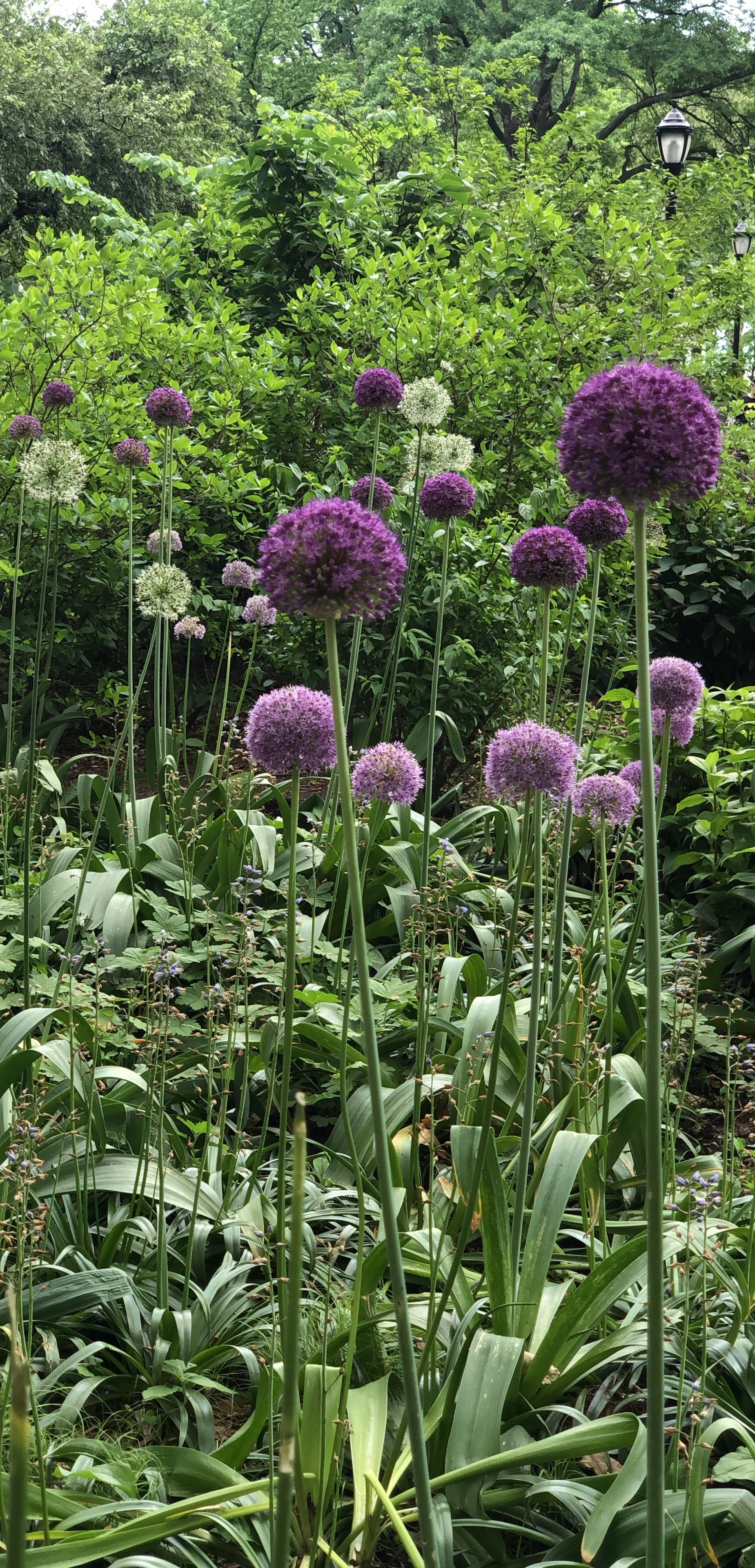 A garden with purple and white spherical flowers, tall green leaves, and lush green bushes and trees in the background, alongside black lampposts.