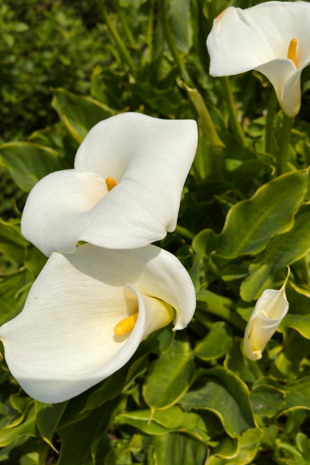 Close-up of white calla lily flowers with yellow spadix, surrounded by green variegated leaves.