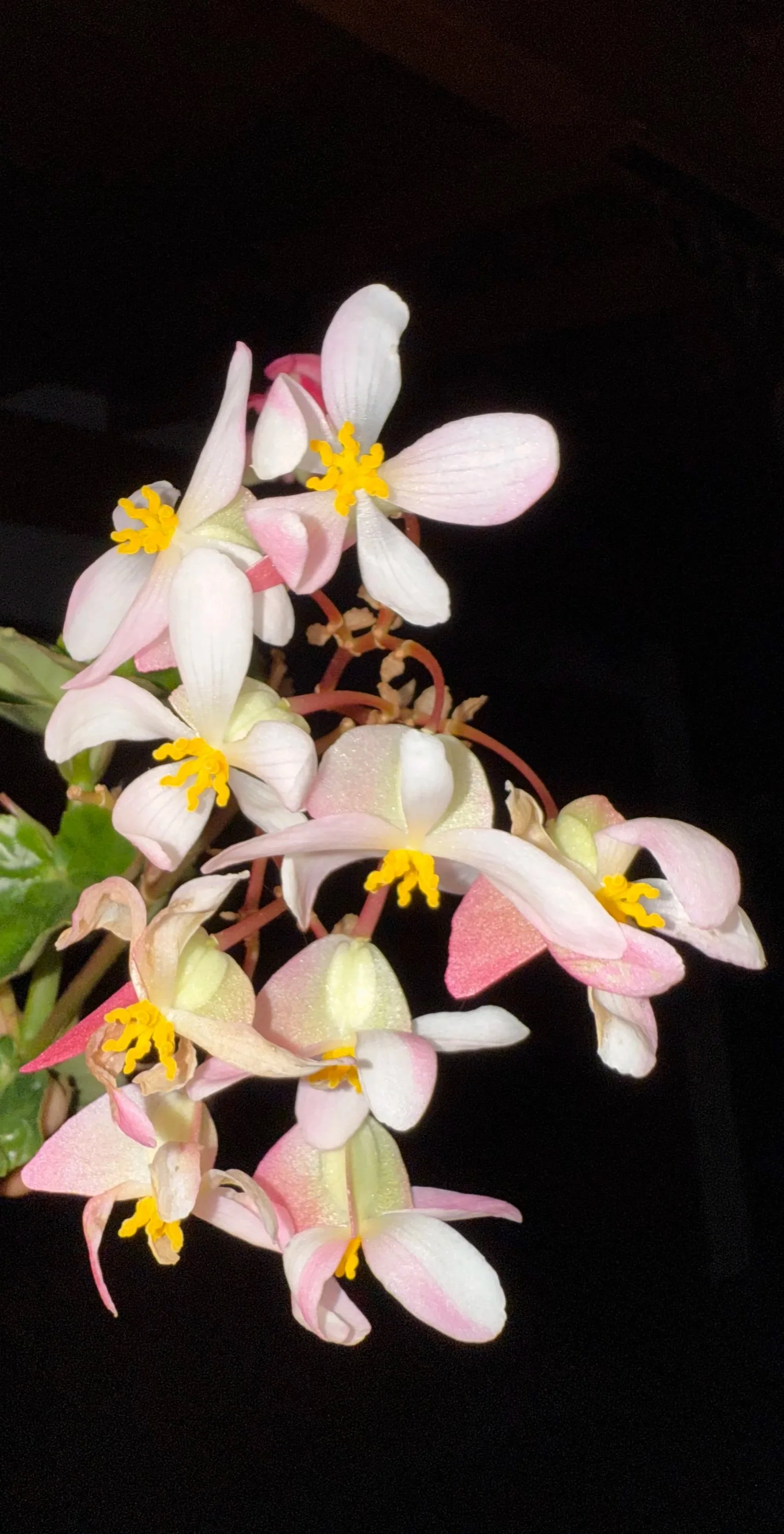 Close-up of delicate pink and white flowers with yellow stamens against a dark background.