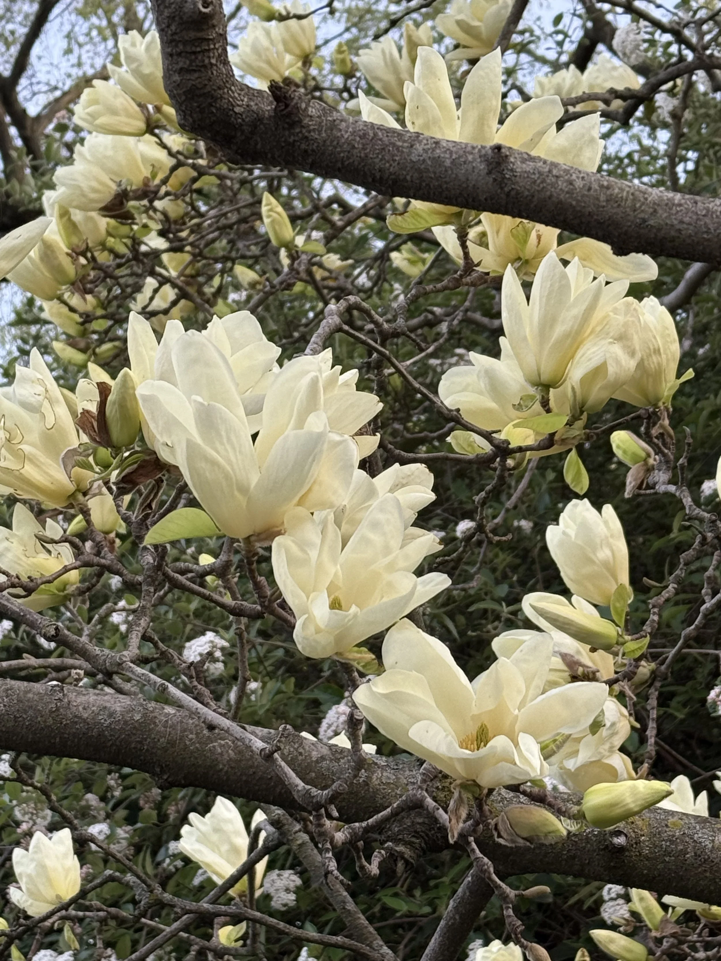 Close-up of cream-colored magnolia flowers blooming on a tree.