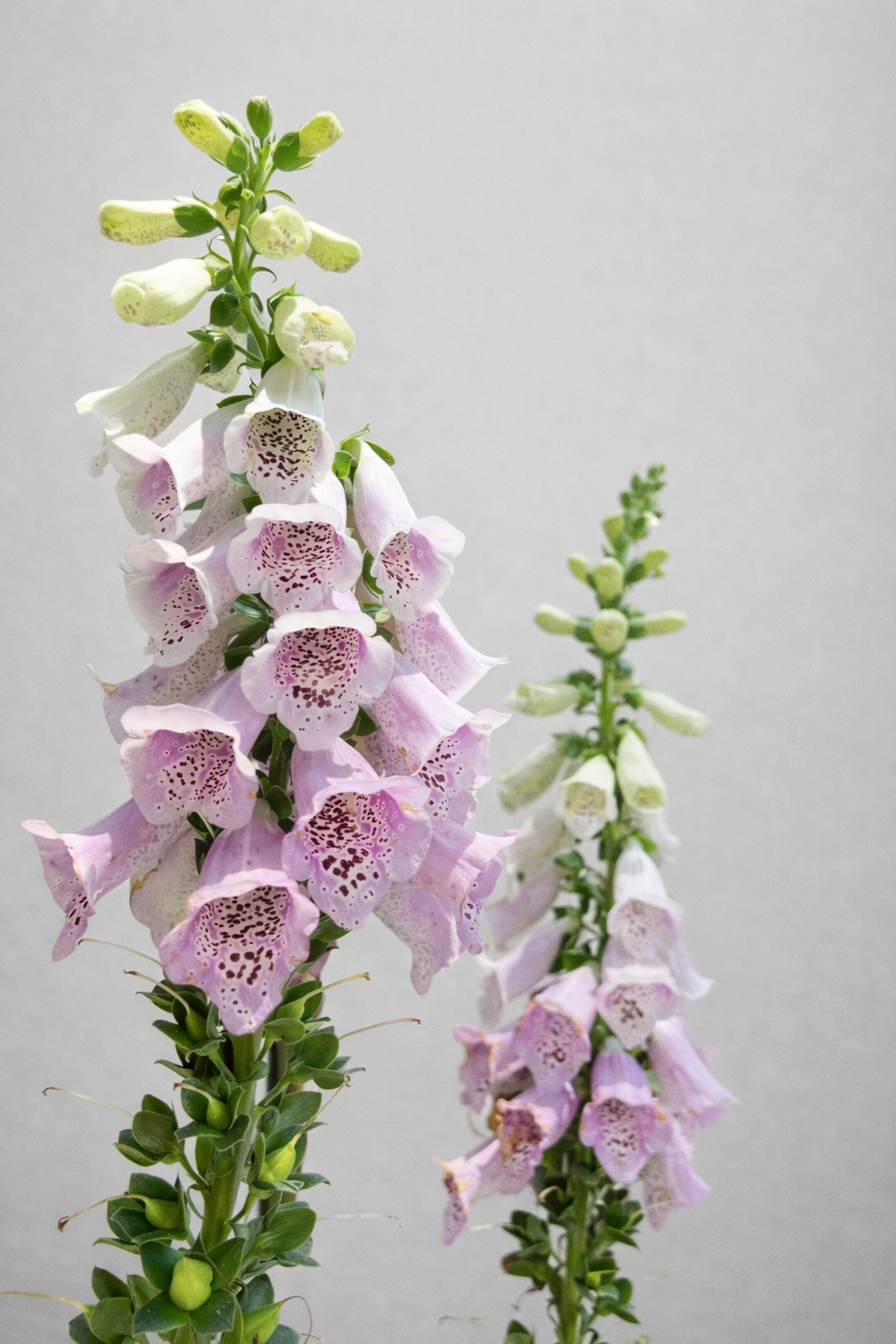 Close-up of two tall foxglove flowers with pink and white bell-shaped blossoms against a plain gray background.