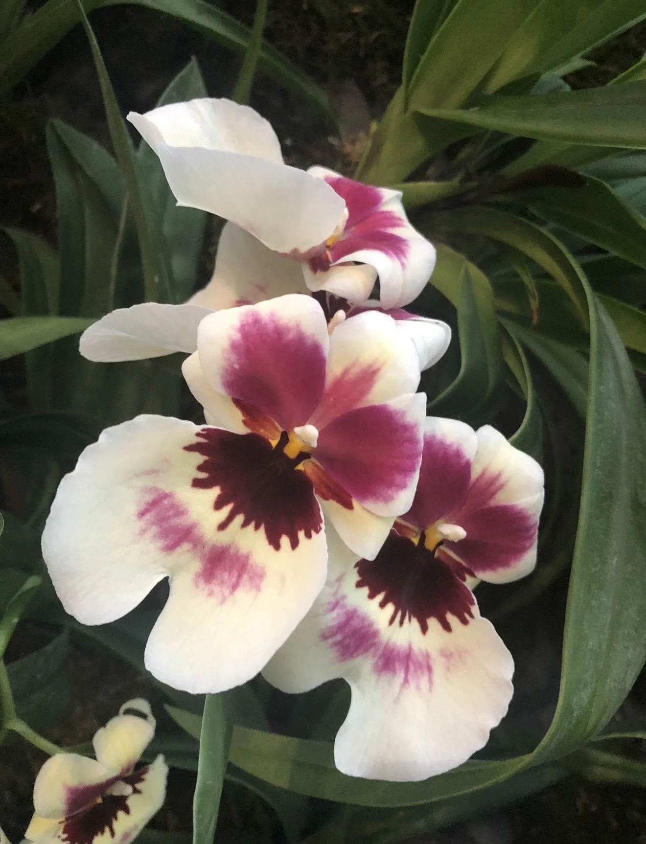 Close-up of a white orchid flower with pink and dark maroon markings on its petals, surrounded by green leaves.