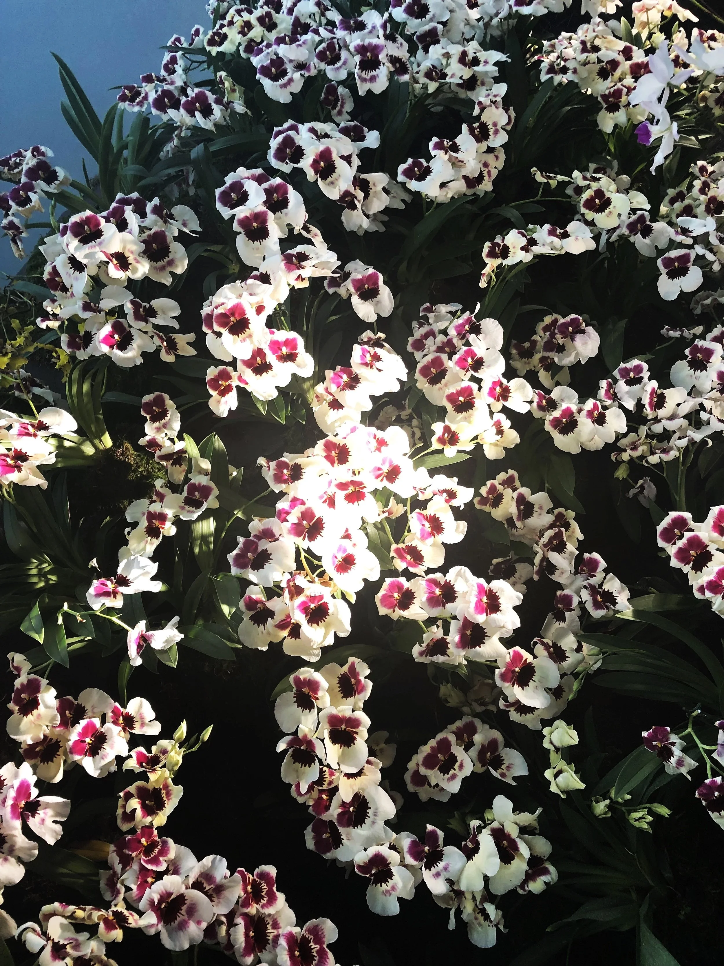 A close-up of a cluster of white and pink orchids with dark purple centers, surrounded by green leaves.