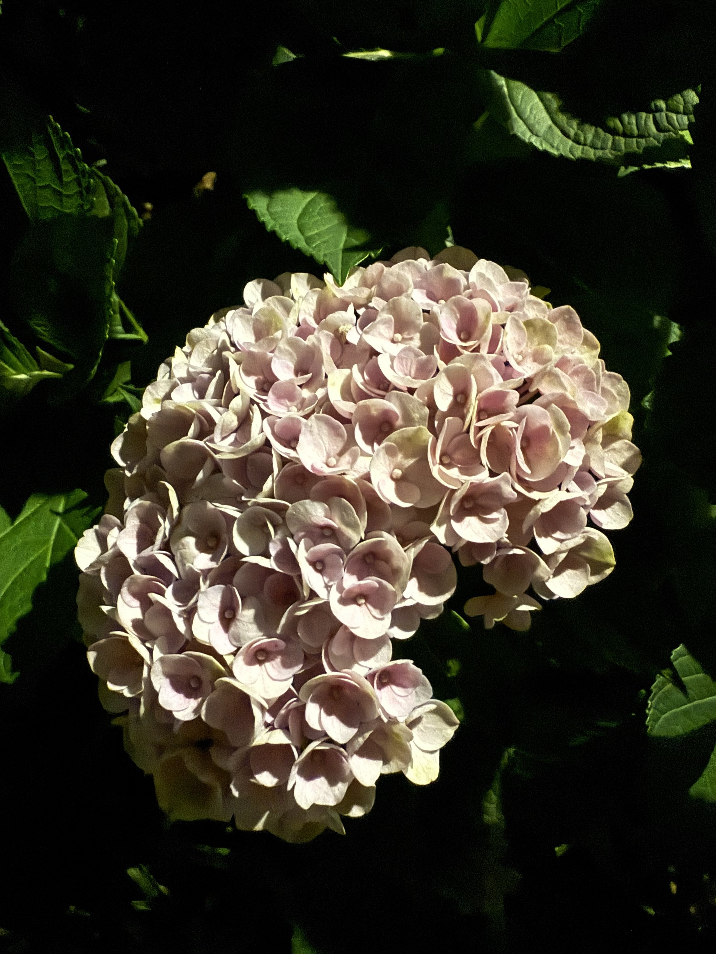 Light pink hydrangea flower with dark green leaves in the background.