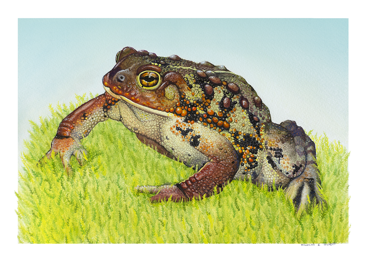 Western Toad