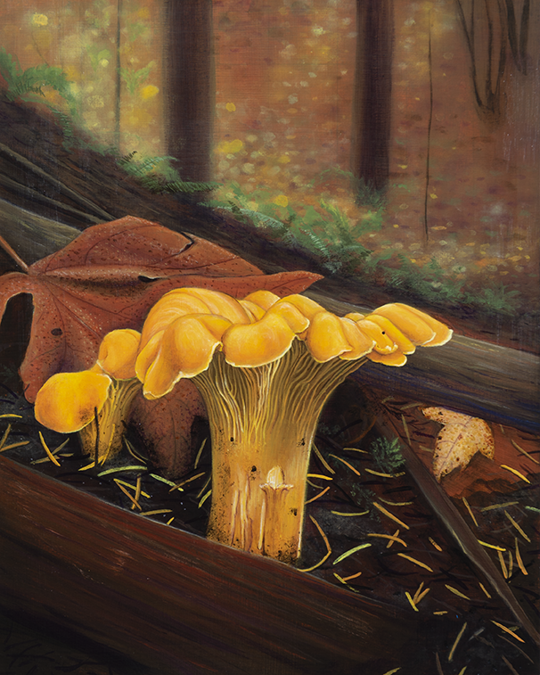 Golden Hour Chanterelle