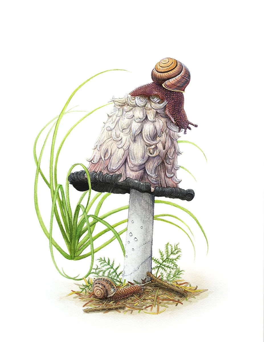 Snails and Shaggy Mane