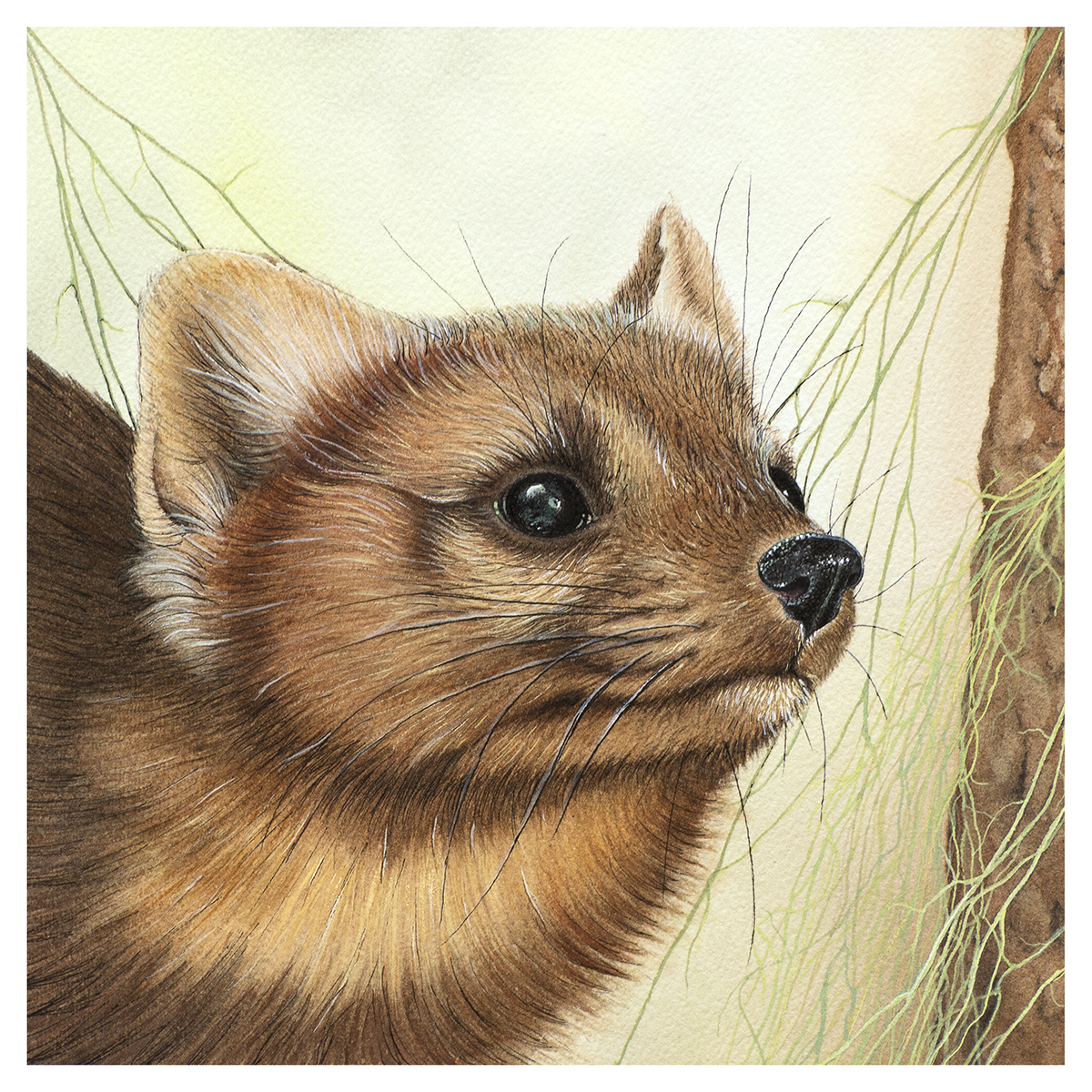 Pacific Marten