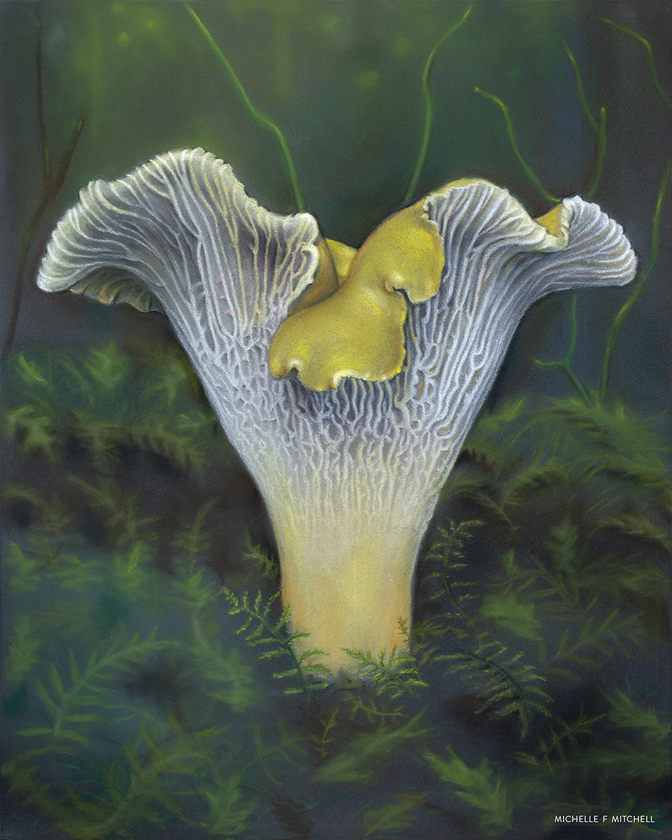 Pacific Golden Chanterelle
