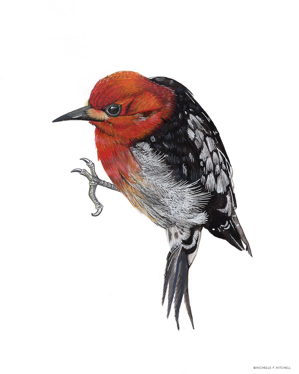 Red Breasted Sapsucker Study