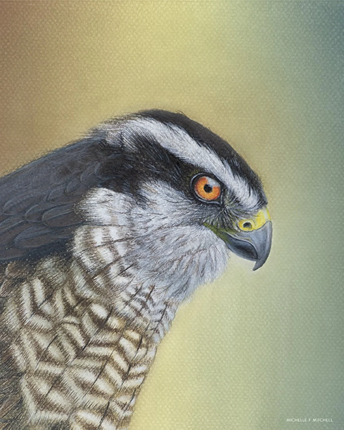 Northern Goshawk Portrait