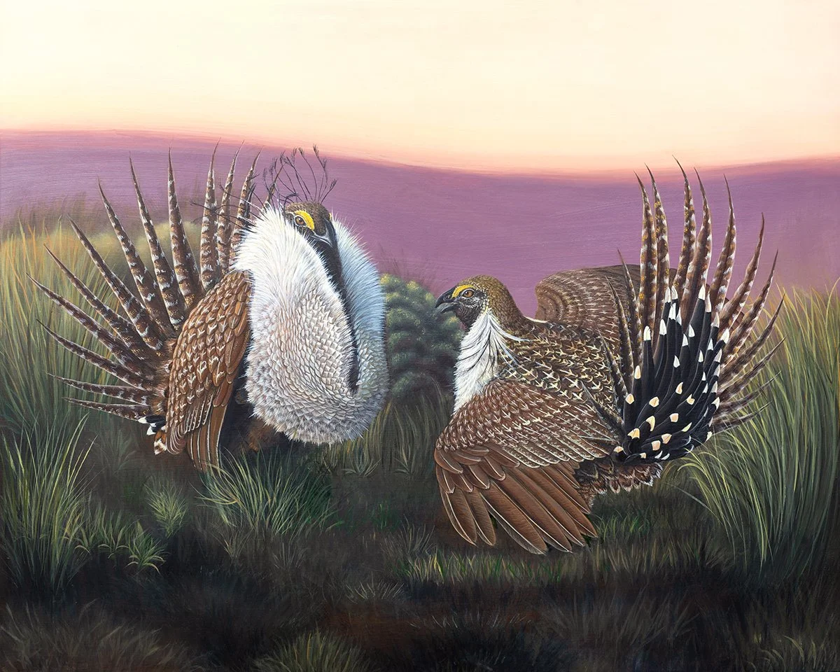 Grouse on the Lek