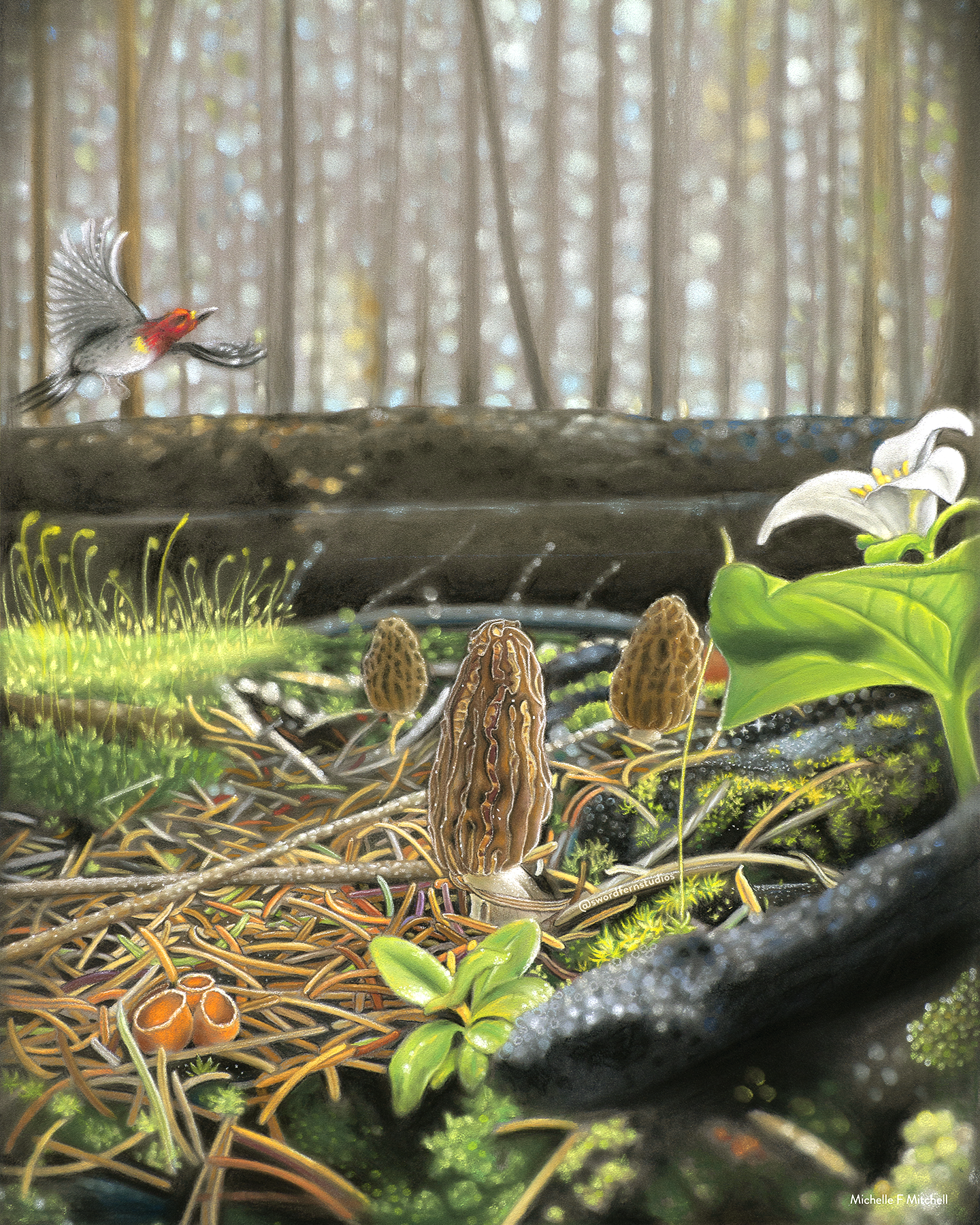 Burn Morels