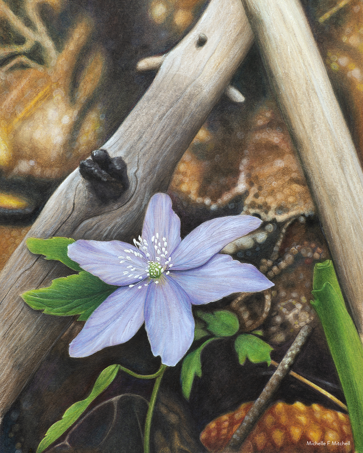 Blue Anemones