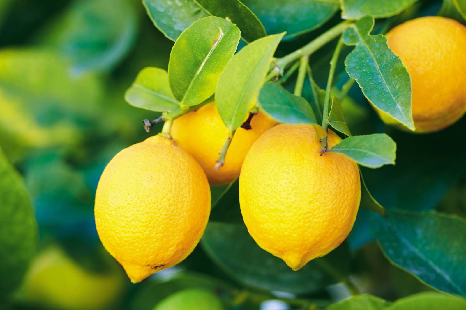 Lemon Drop - Room/Linen Spray