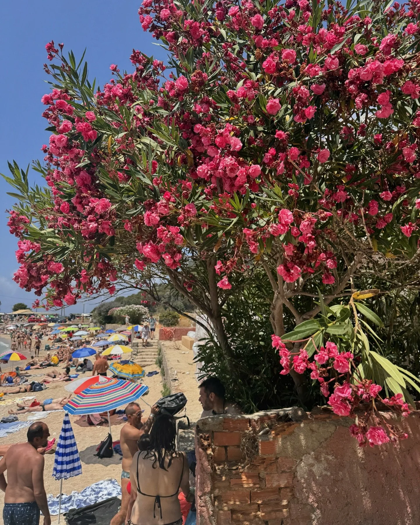 🌺🪻🌸🌷