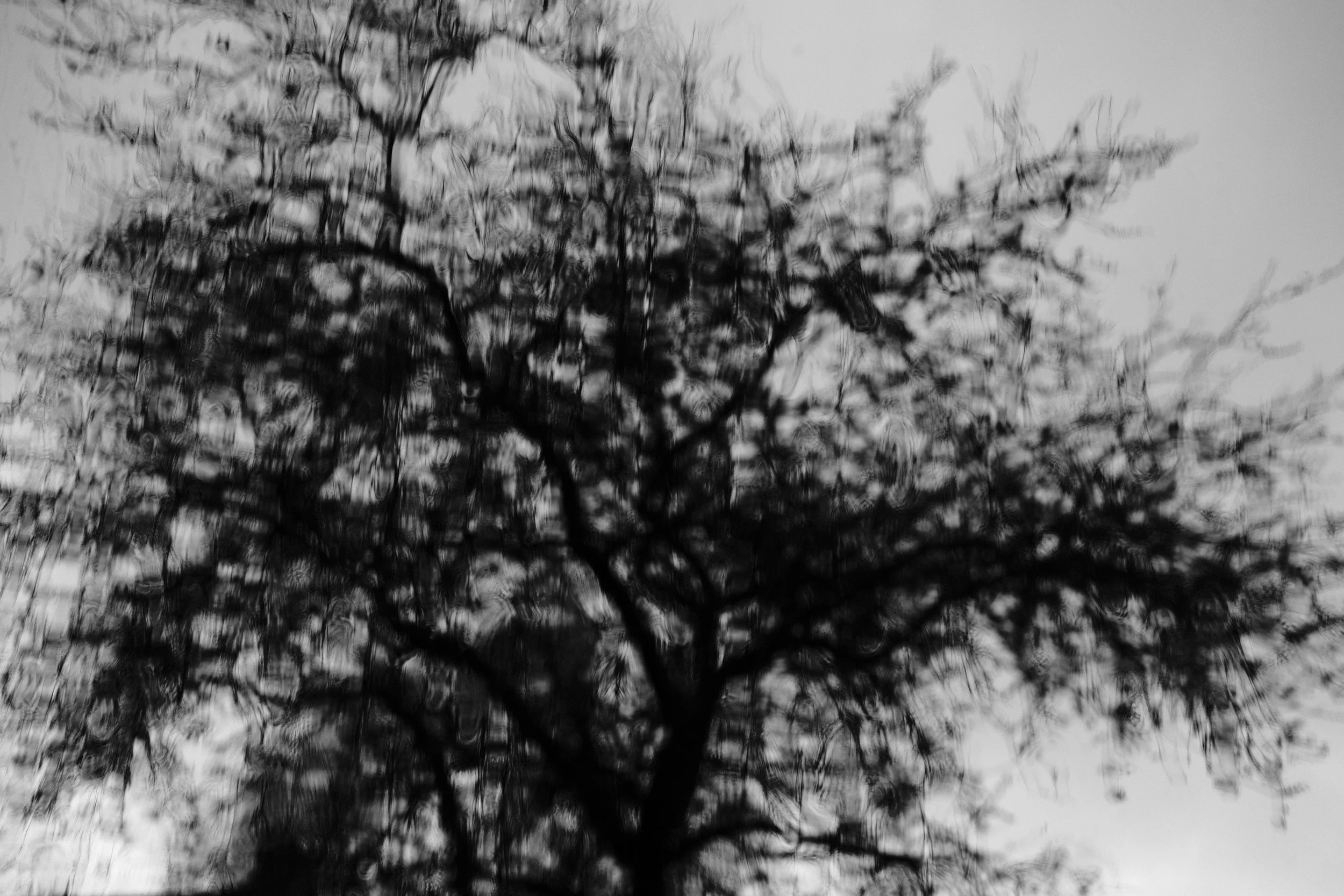 Photographic diary (April) 