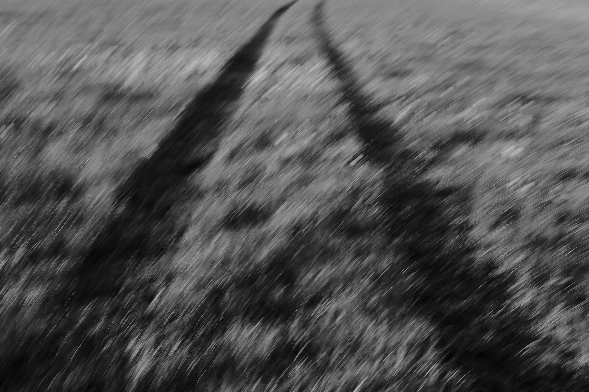 Photographic diary (May) 