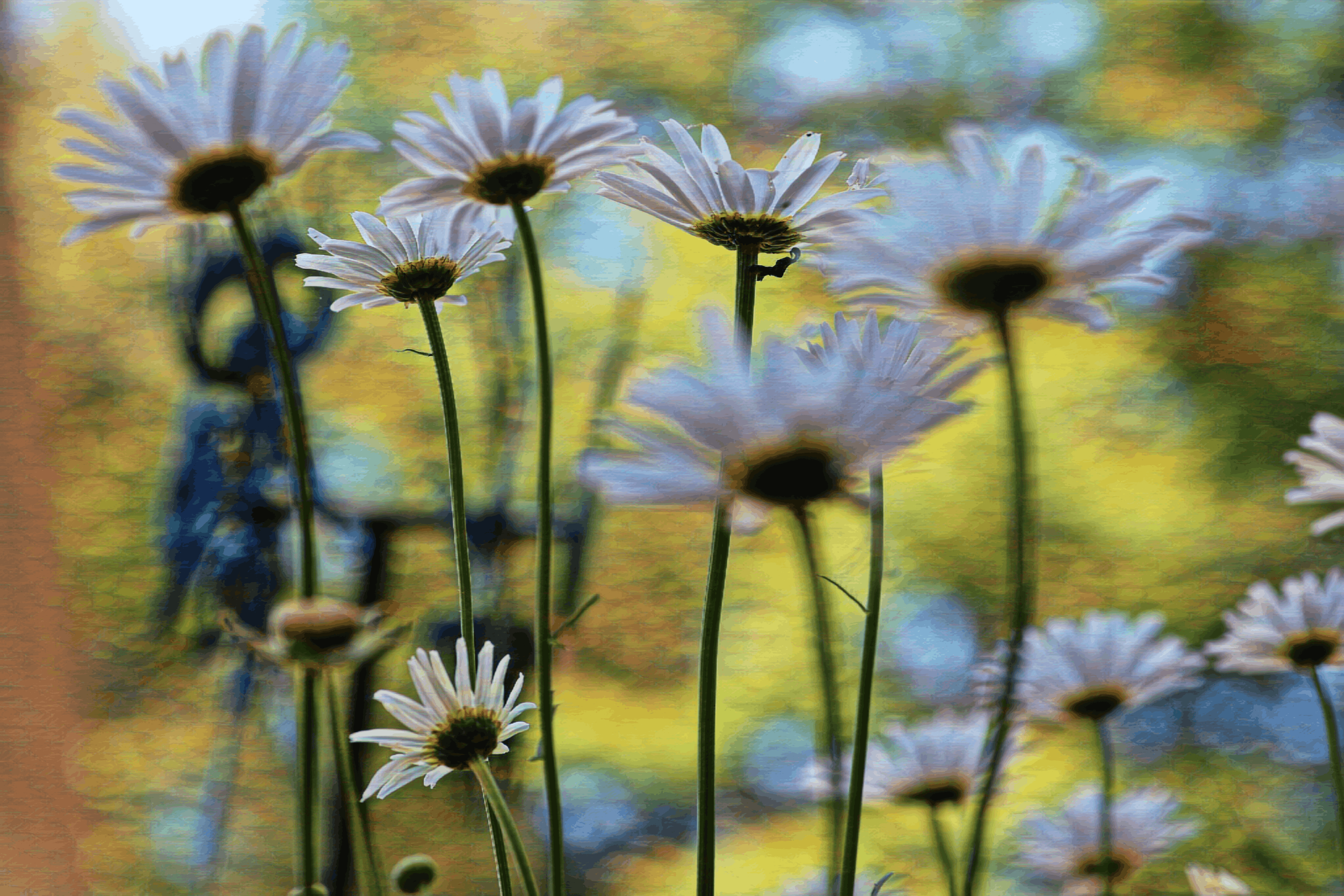 daisy butts 3 (Solis oculus)compress.png
