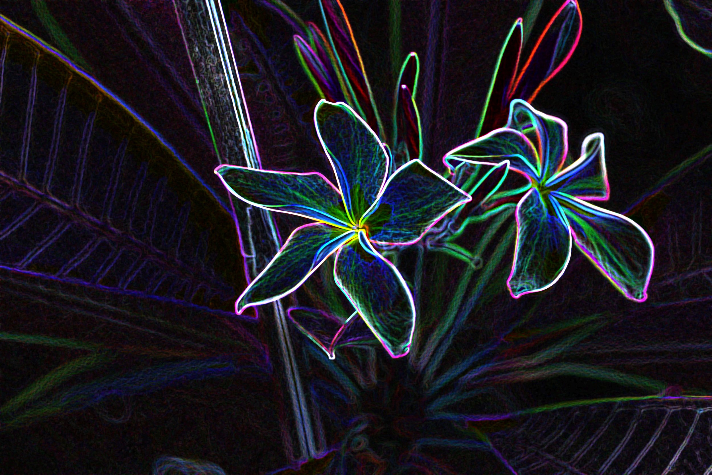 glowing plumeria.jpg