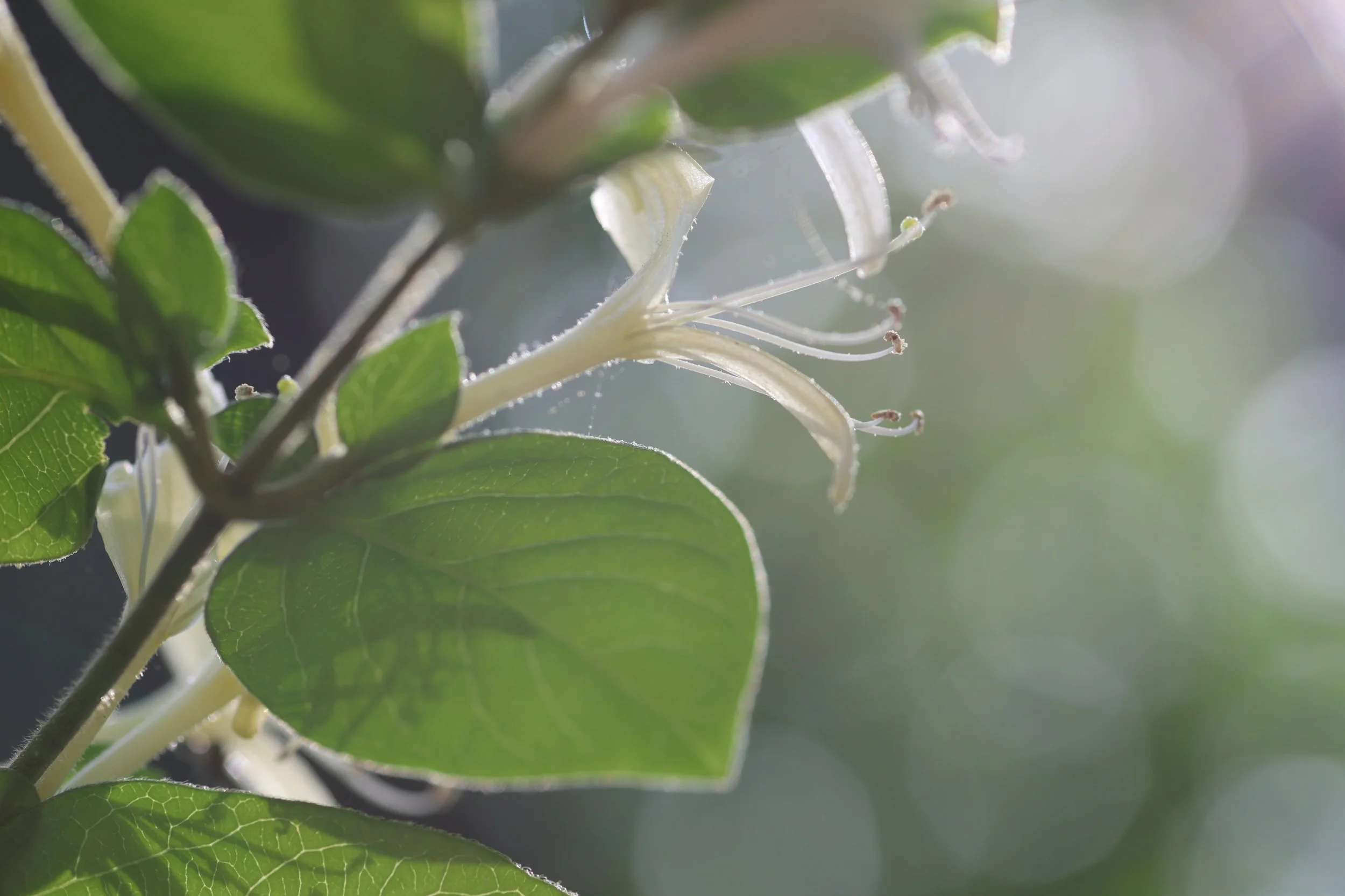 honeysuckle.JPG