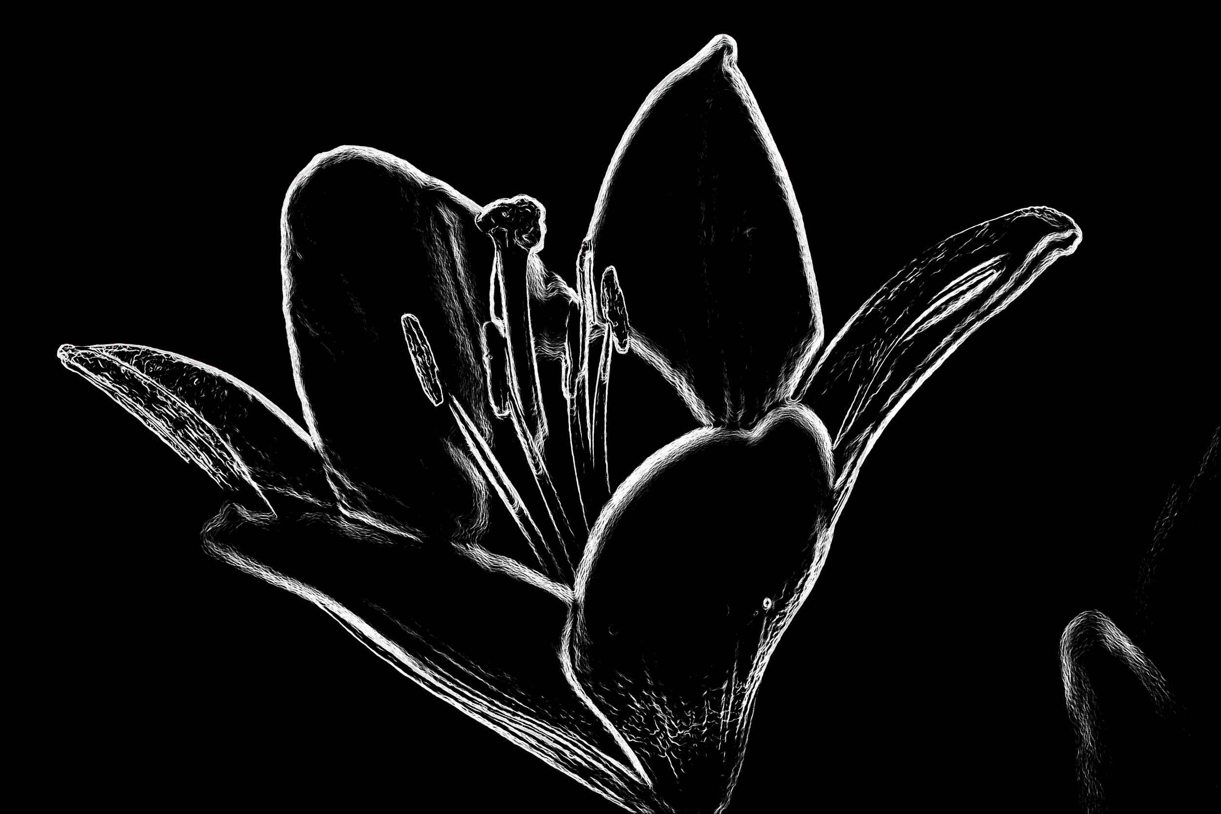lily2bw.png
