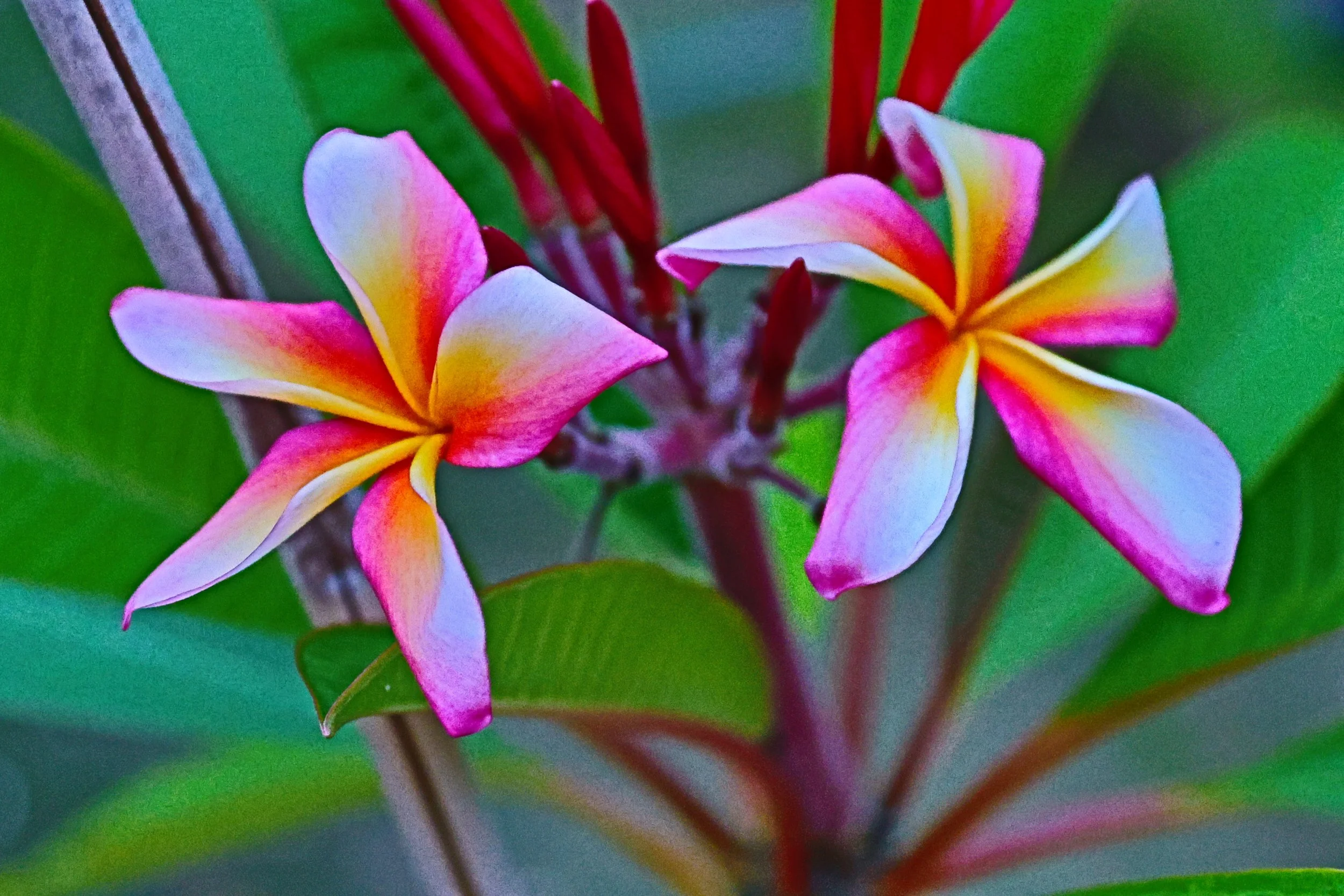Plumeria Lumen Solis.JPG