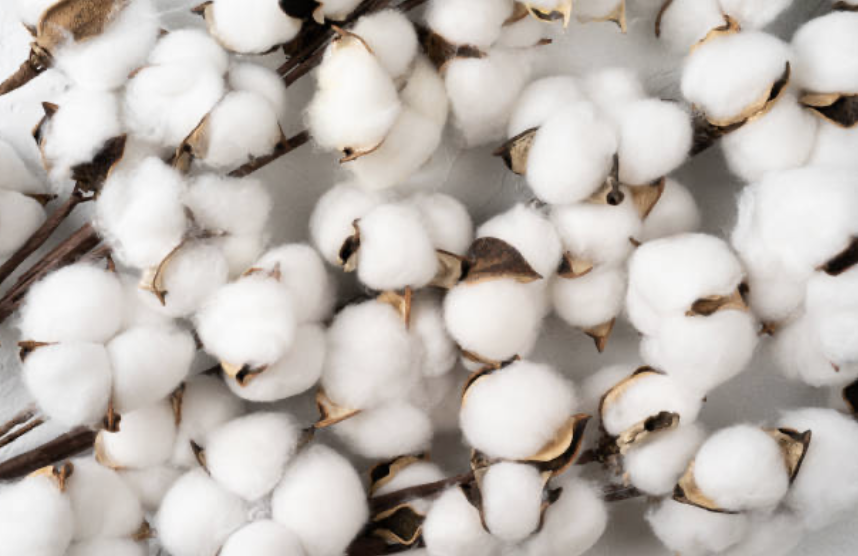 Organic cotton buds