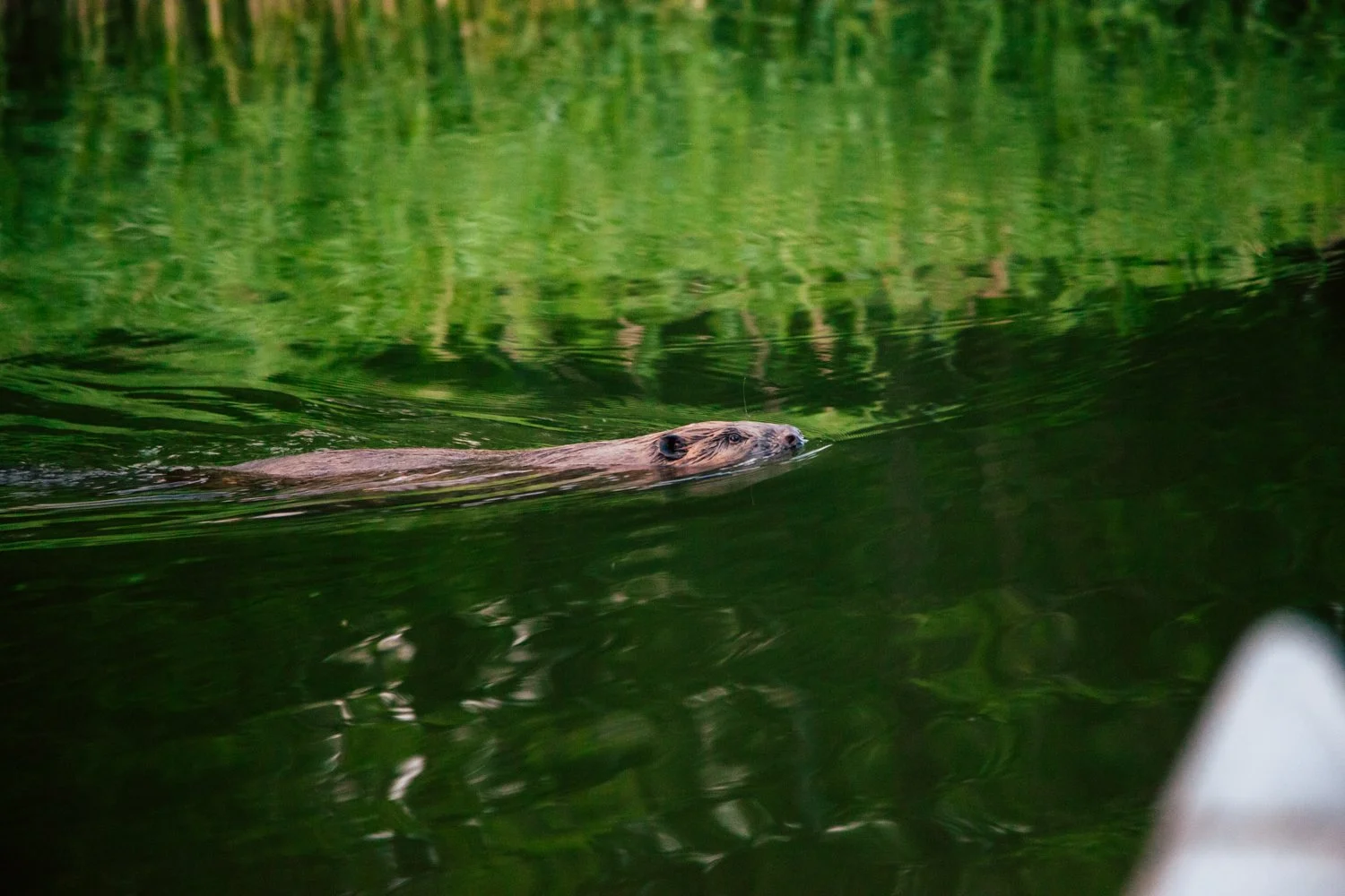 skc-canoe-beaver-safari-04.jpg