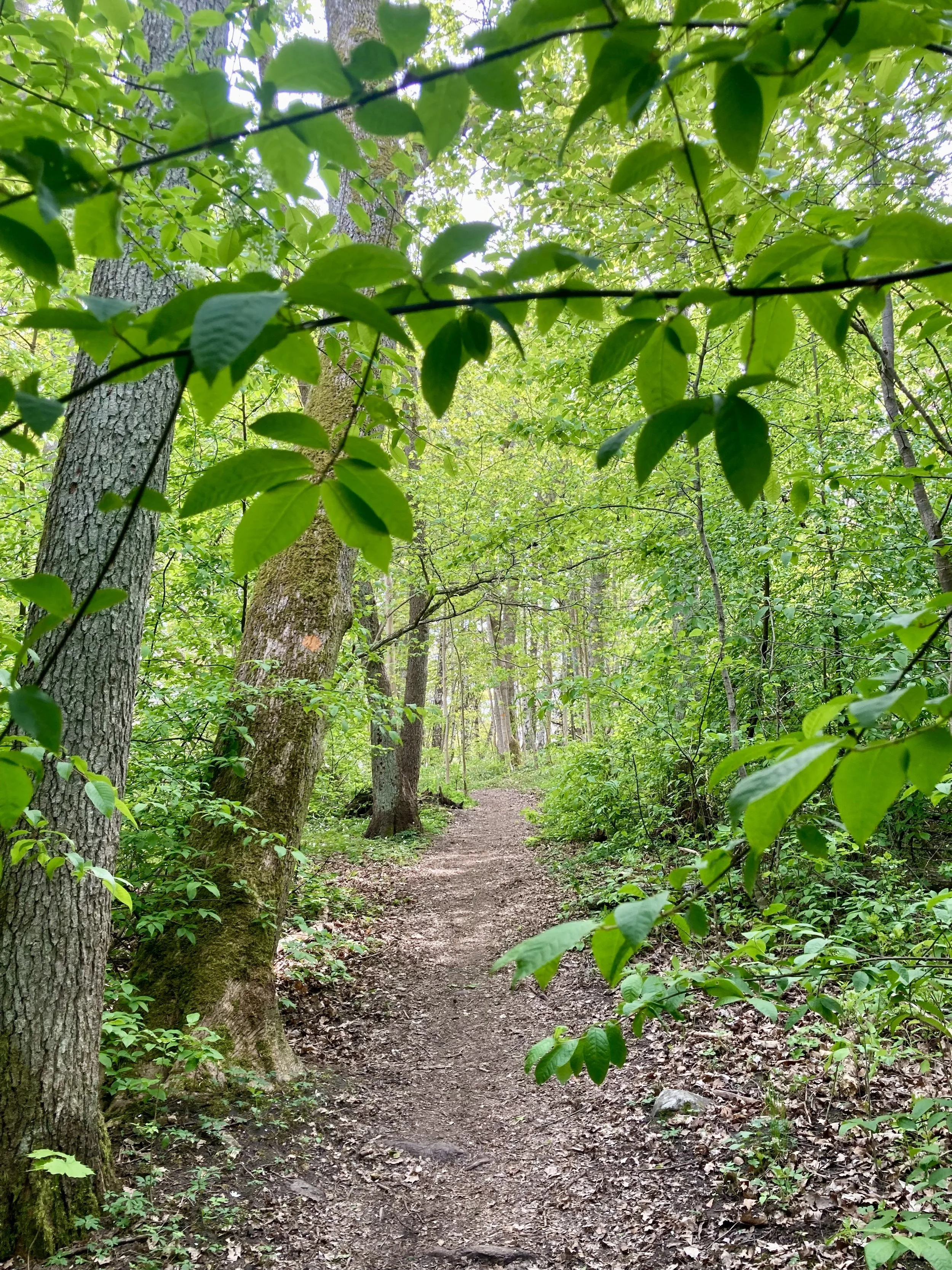 guidad_vandring_stig vår grönt.jpeg