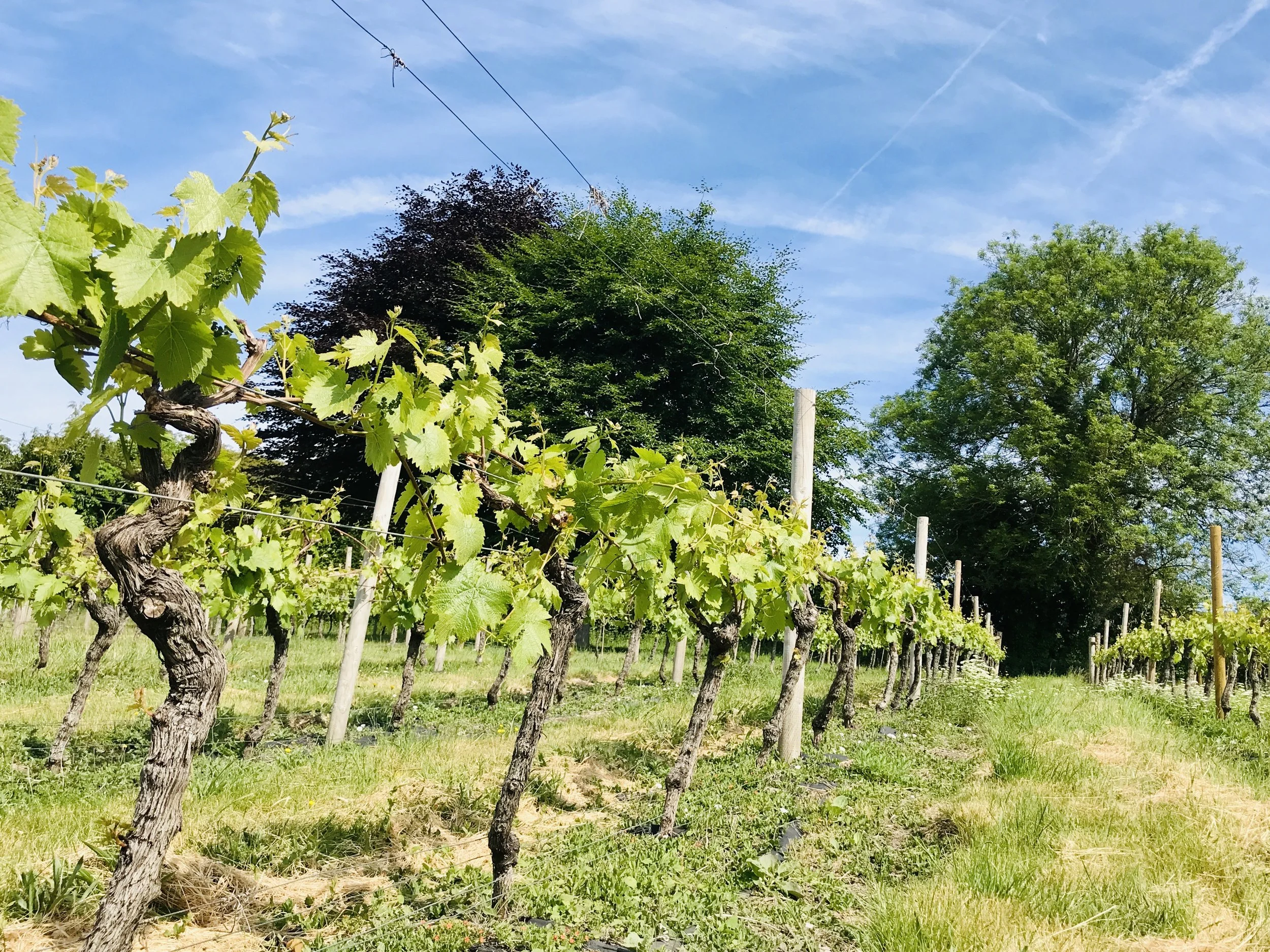 Pewley down vineyard in spring