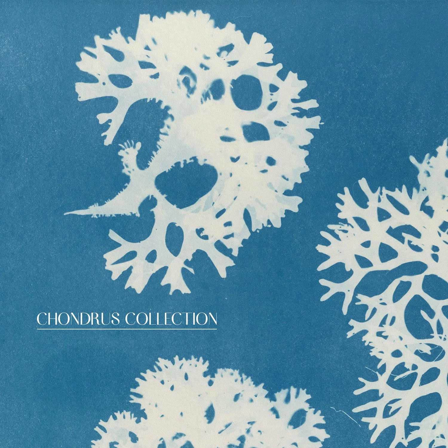 SHOP CHONDRUS