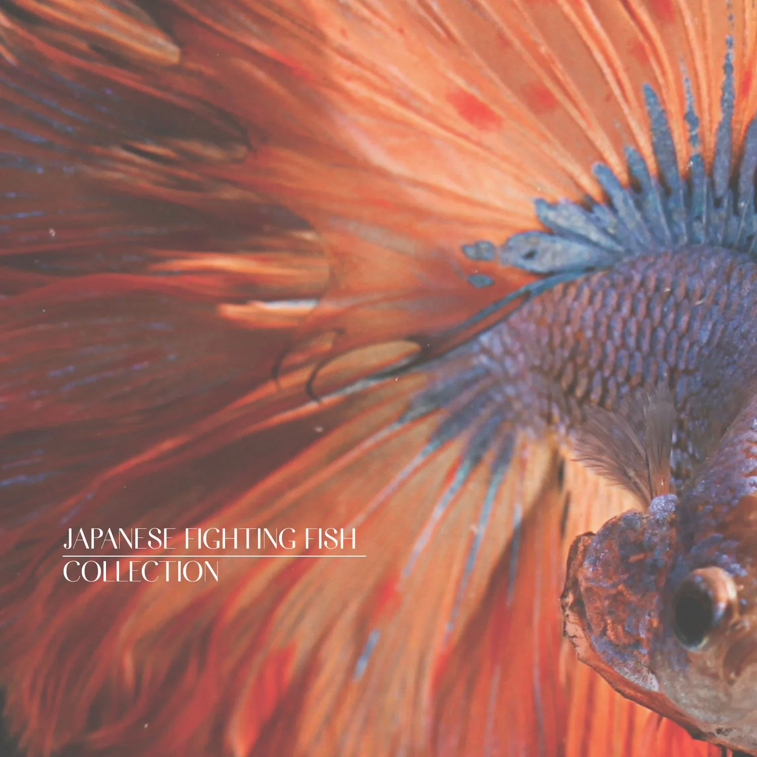SHOP JAPANESE FIGHTING FISH