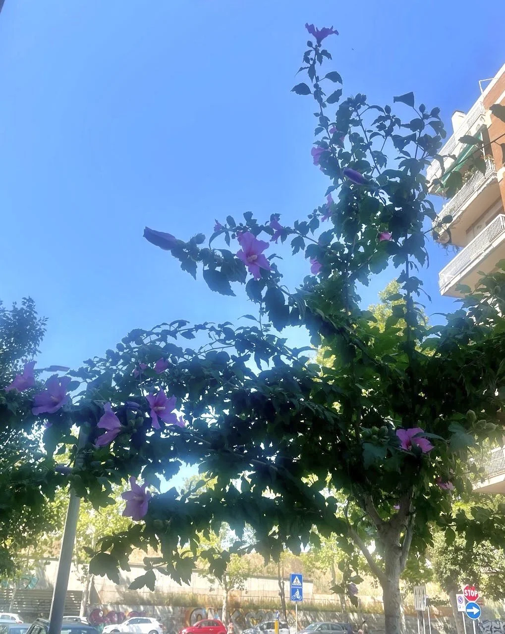 Inteligencia espiritual: la belleza como puente a lo trascendente