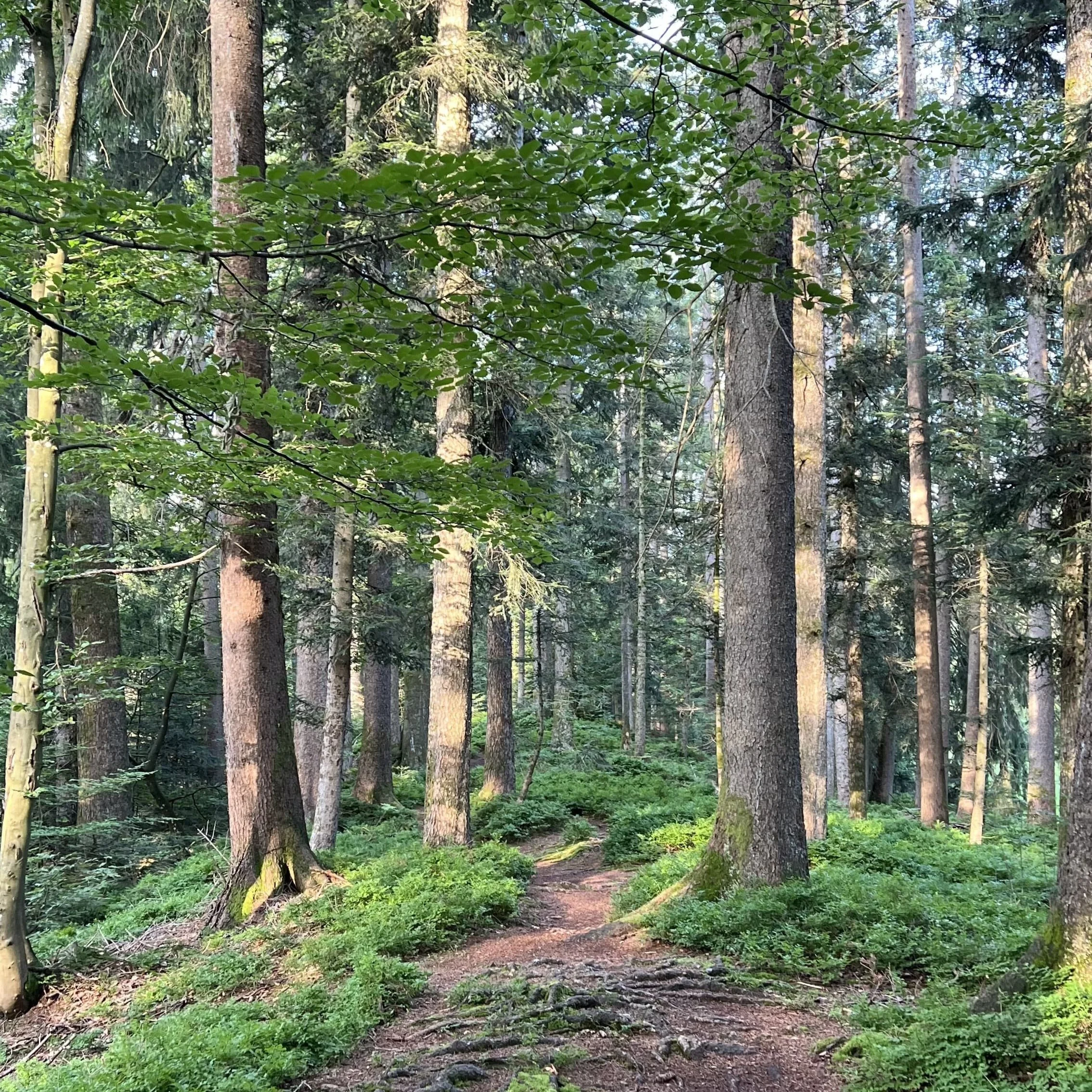 Workshop: Achtsamkeit im Wald – Entschleunigung & Selbstwahrnehmung