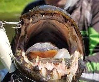 Can you guess this fish by its teeth? Make sure to always watch where you put your fingers!  #wolffish #aimara #aimar&aacute; #wolffish🐺 #fishing #teeth #fangs #watchyourfinger