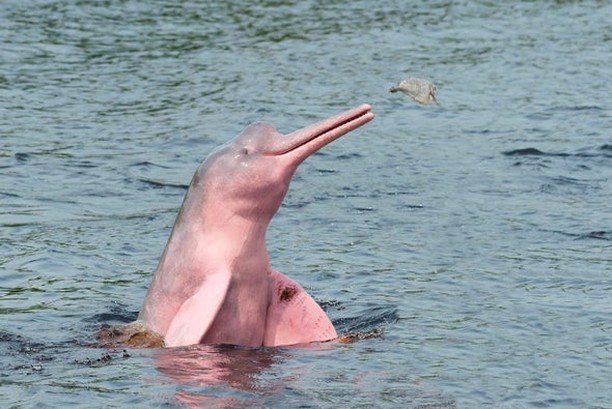 Here are two photos of a Pink River Dolphin otherwise known as a Boto. The dolphin's stand out due to their light pink colour which you can slightly make out under the darker waters of the Amazon River. They begin their lives having a dark grey colou