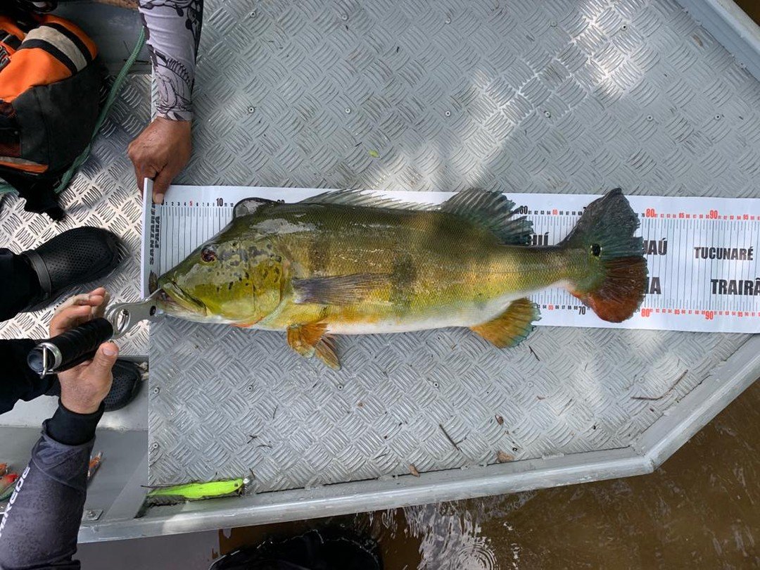 For those who are unaware the Peacock Bass otherwise known as Tucunar&eacute; is not actually a Bass at all. This fish is part of the cichlid family. Both types of fish do however have very similar looks and behaviours- almost being distant relatives