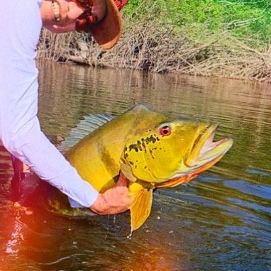 #peacockbass @tarzanfishingadventures  #amazon