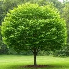 February in Missouri: Benefits of Planting Native Trees and Tree of the Month : American Hornbeam 